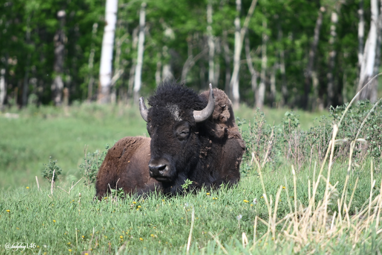 bison (17).jpg