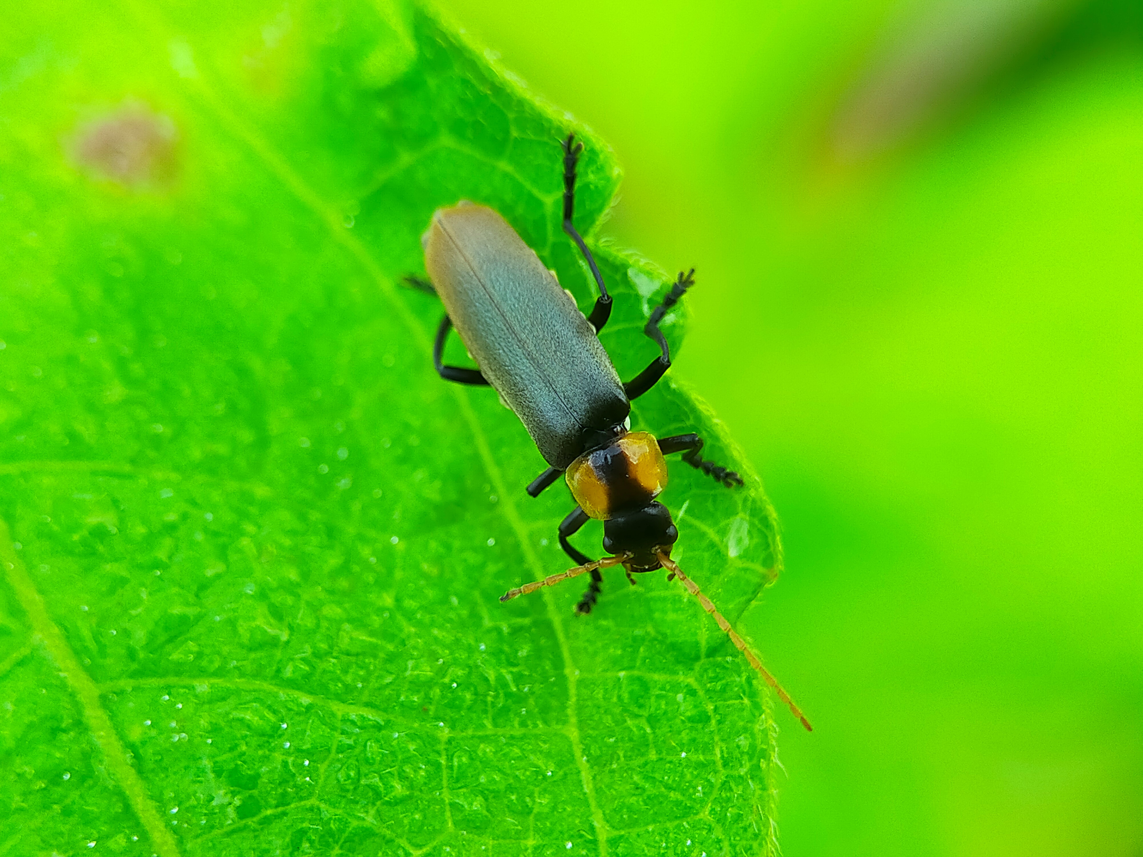 Chauliognathus lugubris (27).jpg