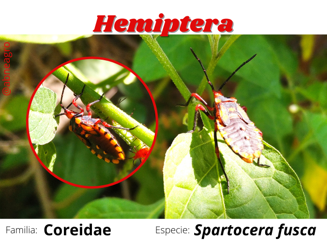Hemiptera(2).png