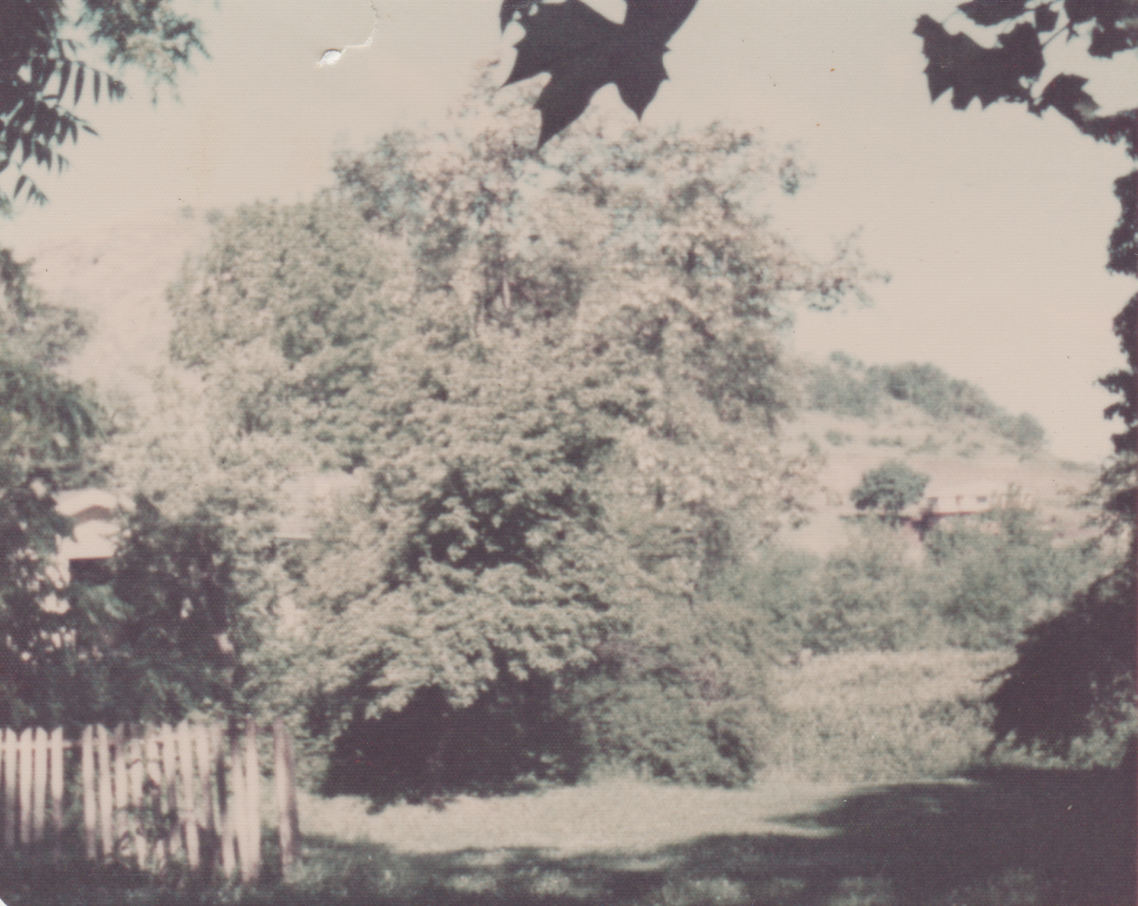 1974-05 - Trees, yard, fence, dated Spring 74, might be in May, 1pic.png