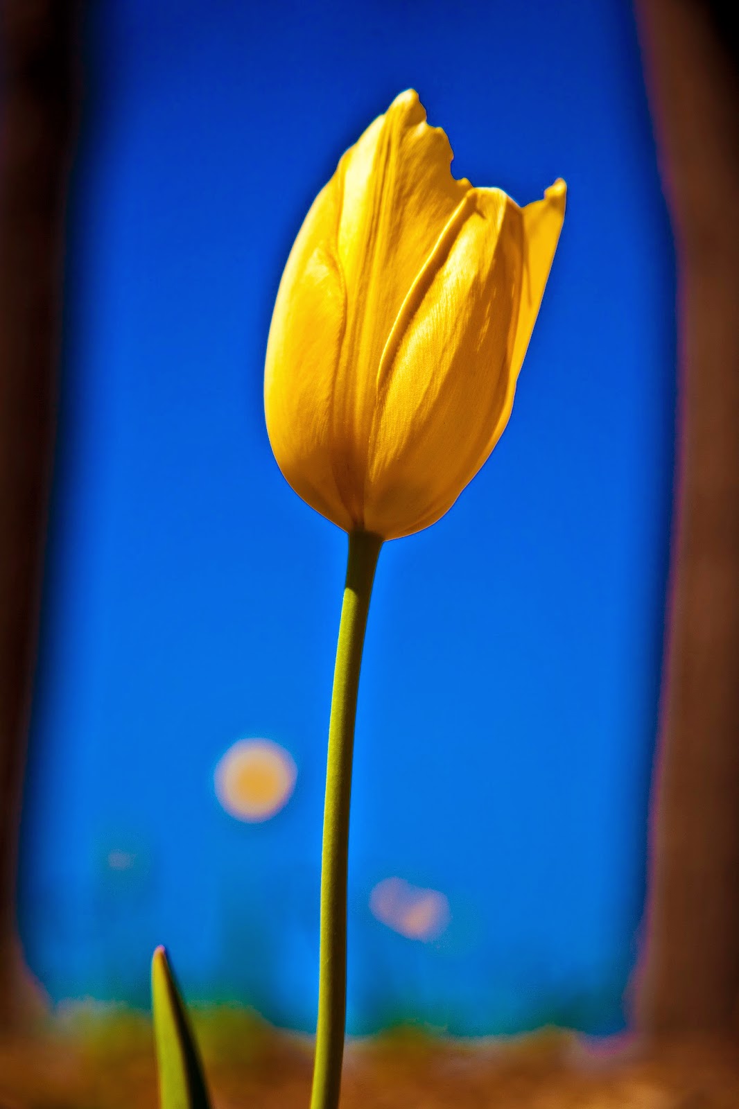 yellowtuliptall.jpg