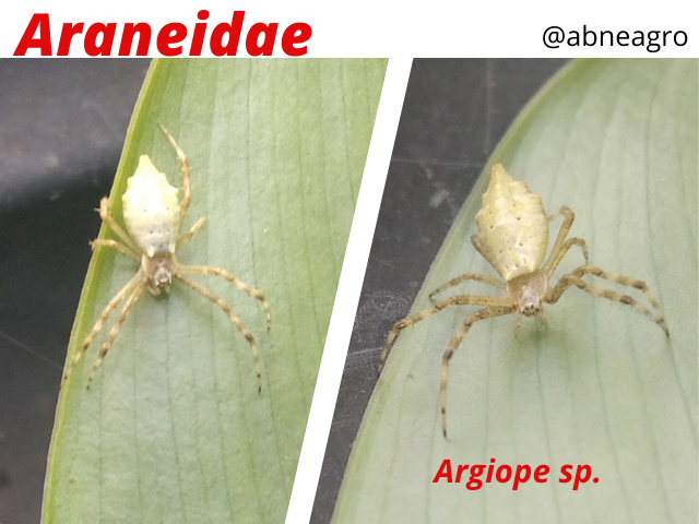 Araneidae(9).png