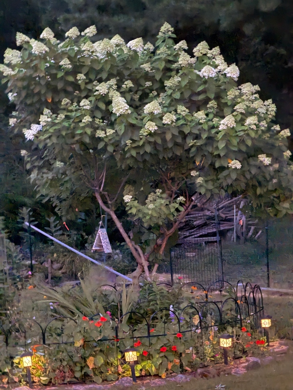 hivegarden-nighttime.jpg