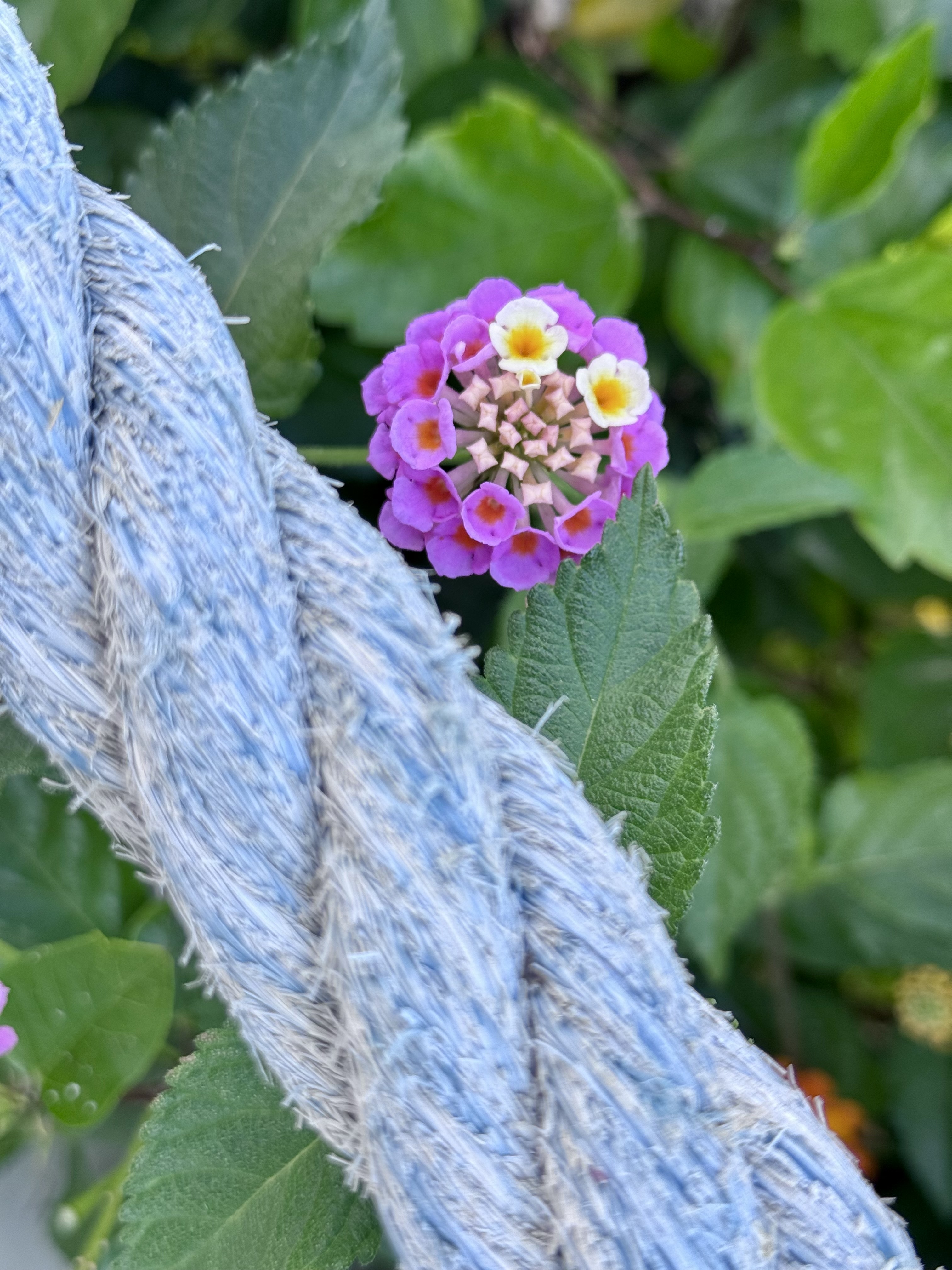IMG_7311.jpeg