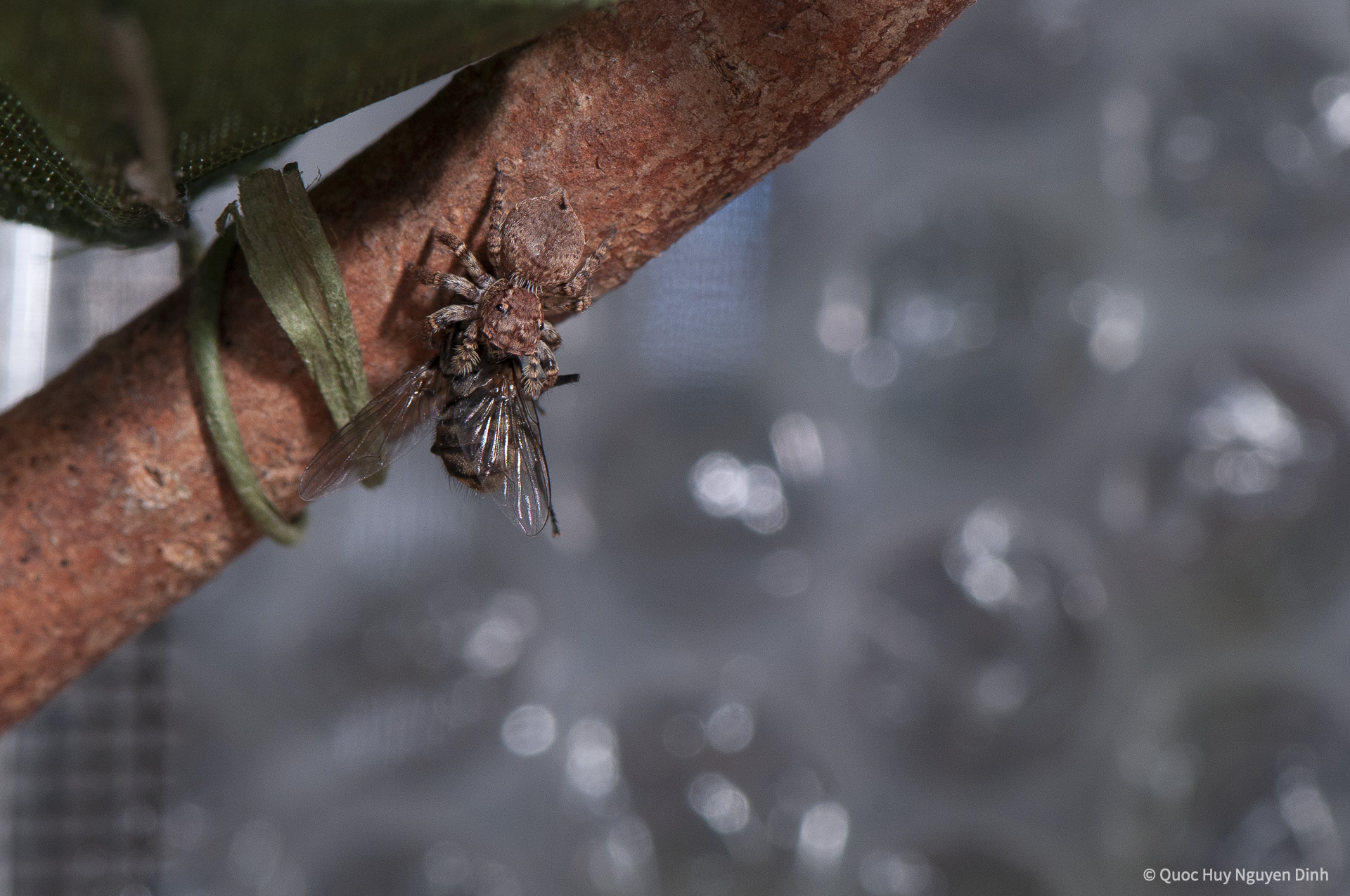 Jumping Spider - Servaea sp-1.jpg