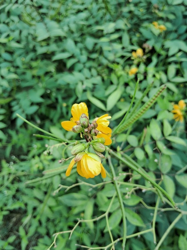 Sickle Senna flower 3.jpg