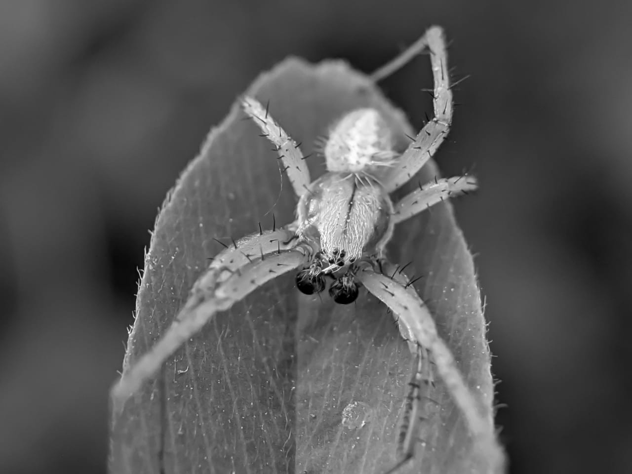 spider (11).jpeg
