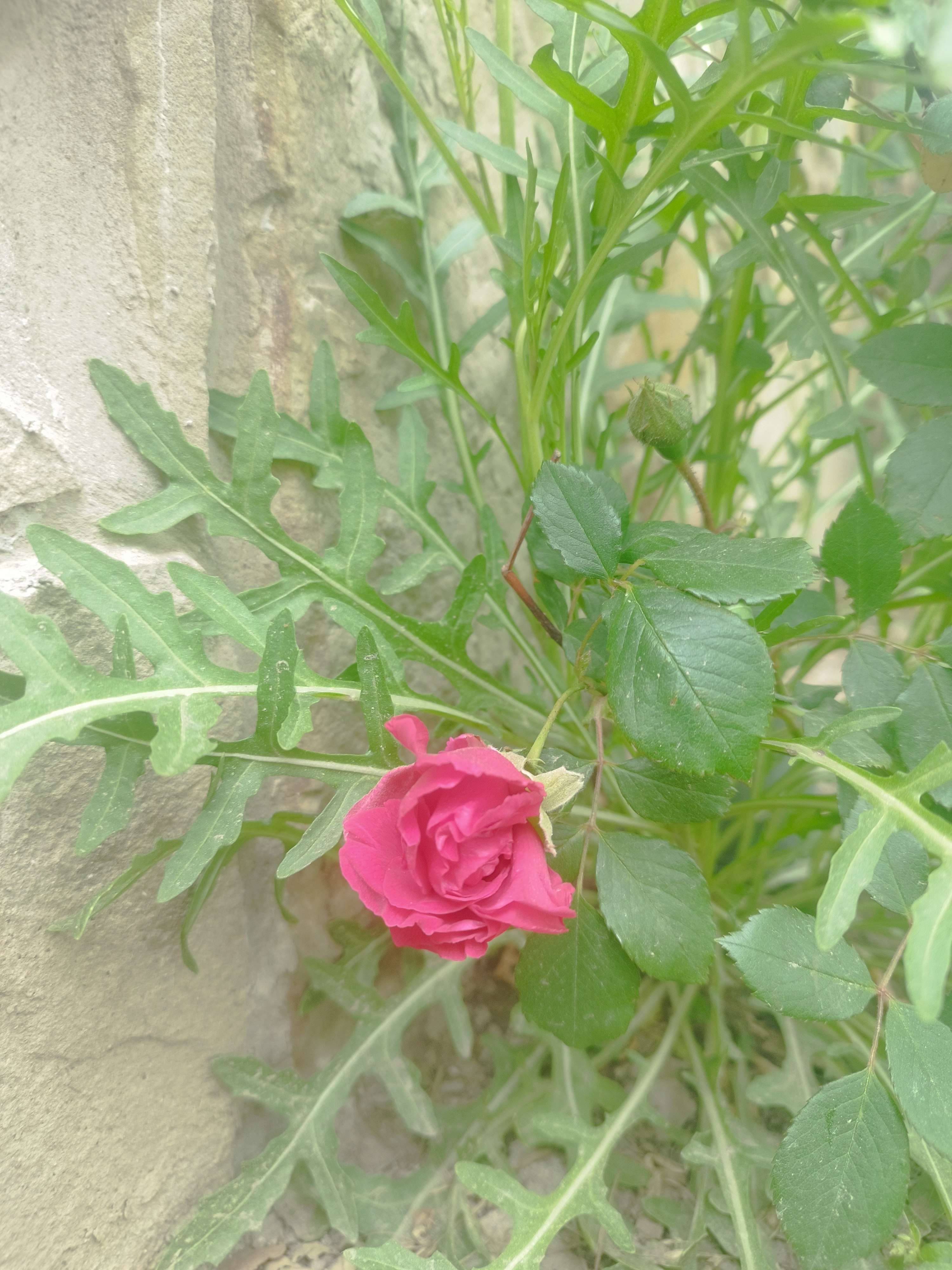 IMG_20250525_115930.jpg