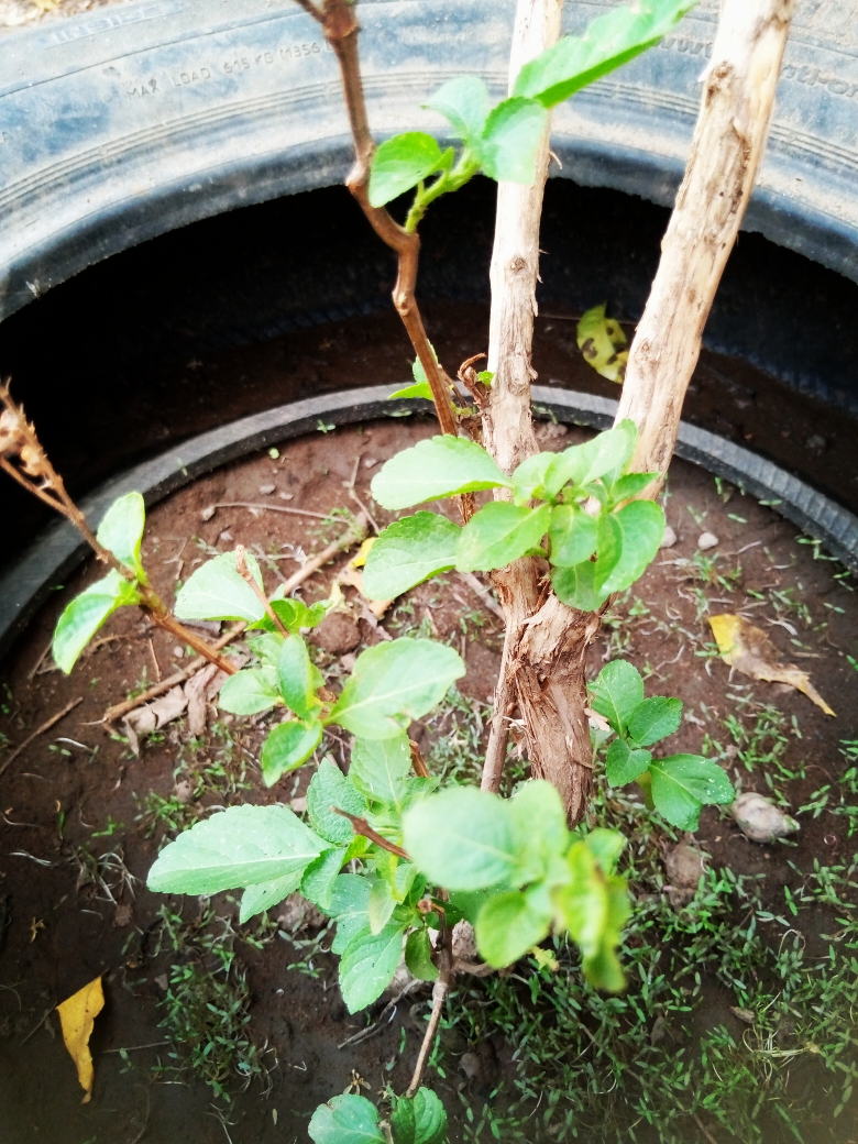 CLOVE BASIL Ocimum gratissimum The spicy with whole lot of