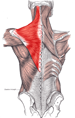 245px-Trapezius_Gray409.png