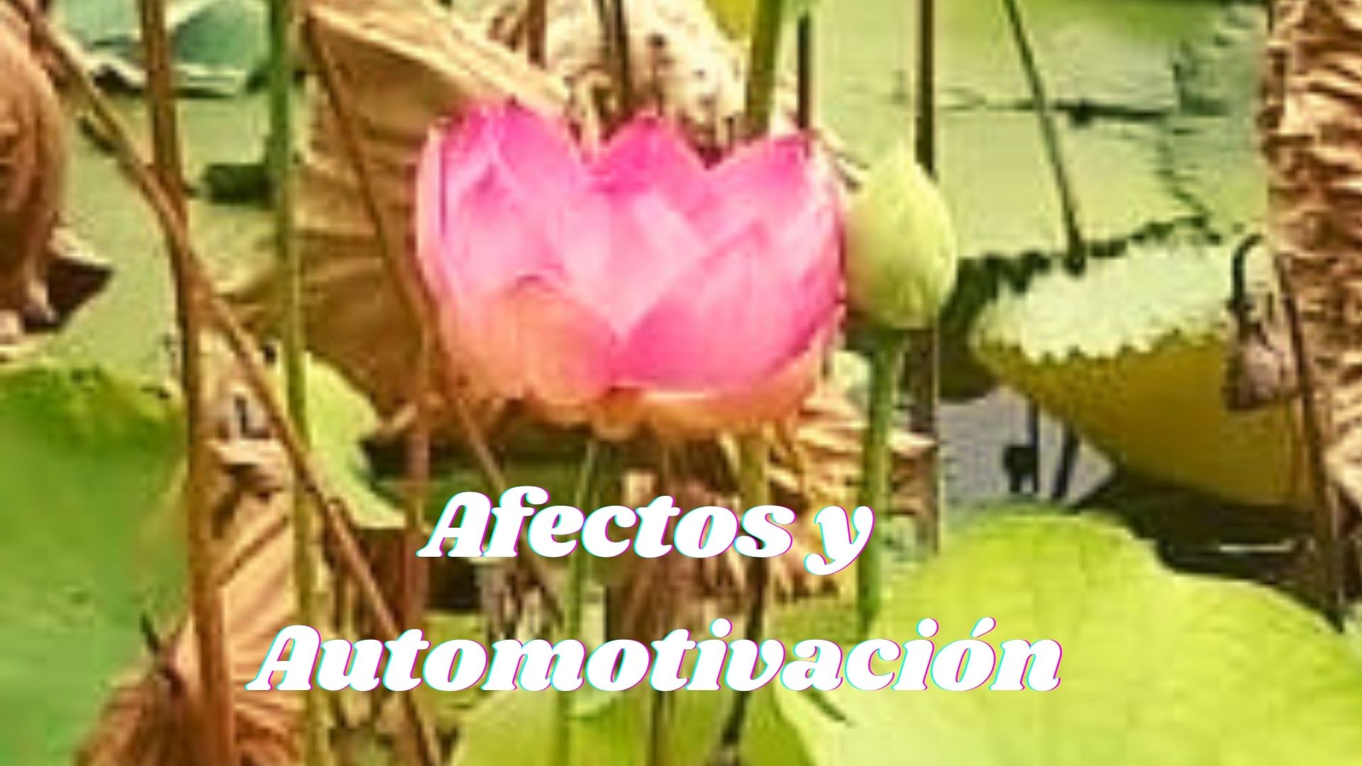 Affections and Automotvation.jpg