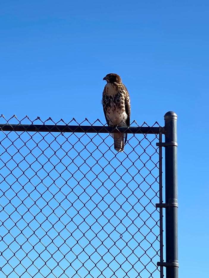 FenceHawk.jpg