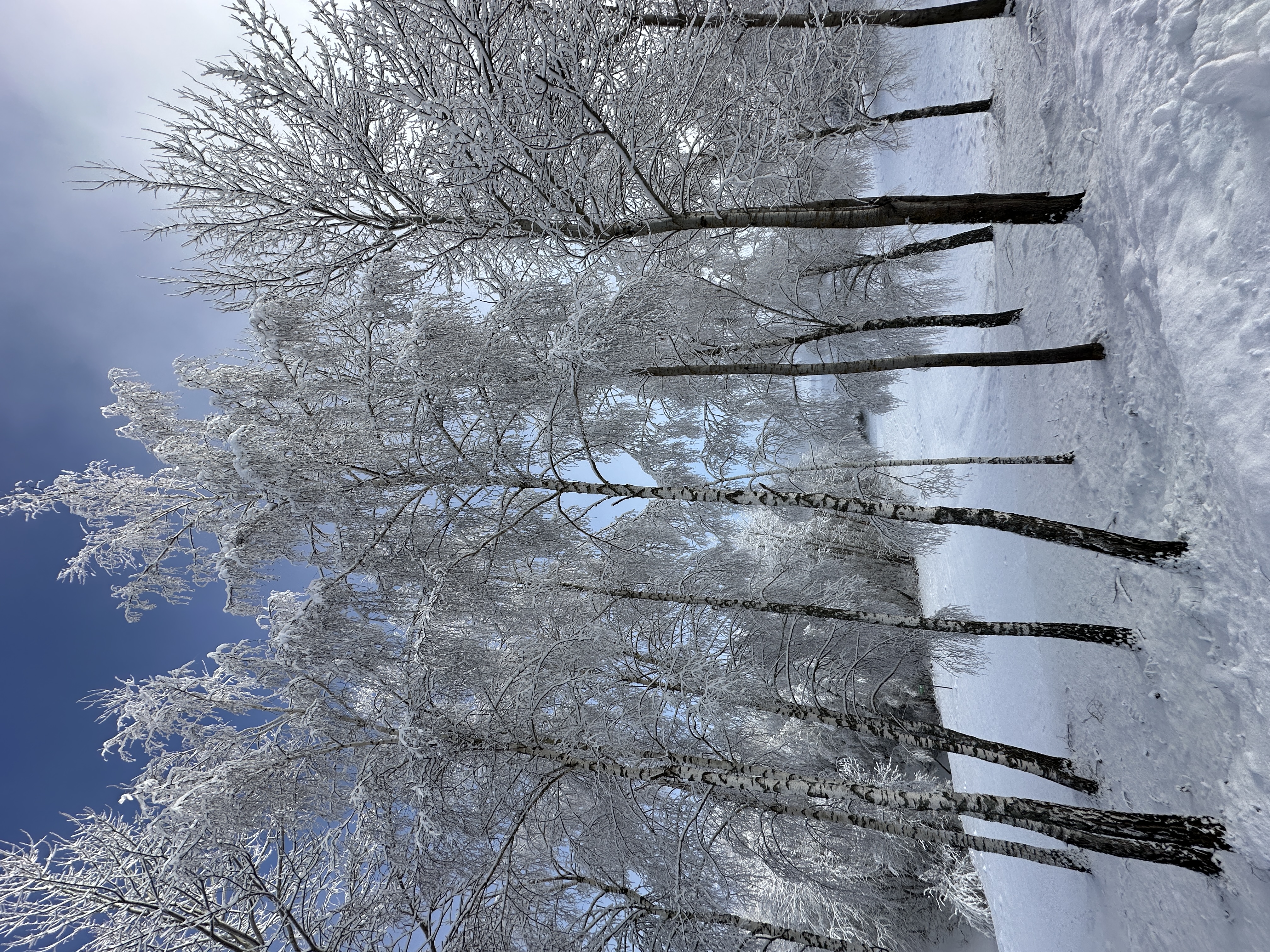 IMG_4716.jpeg