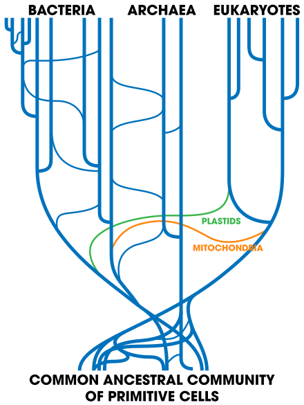 Tree_Of_Life_(with_horizontal_gene_transfer).svg.png