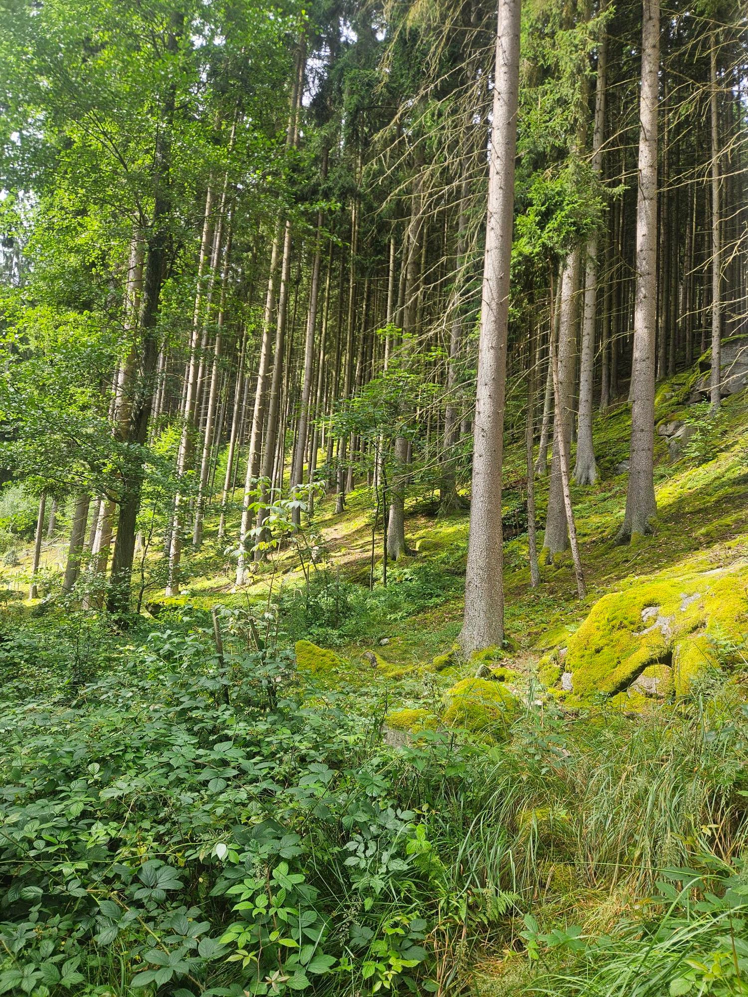 footer_image_15307698532.png
