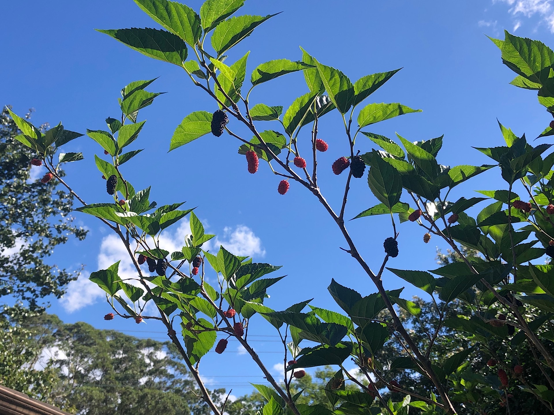 Ever-bearing Mulberries