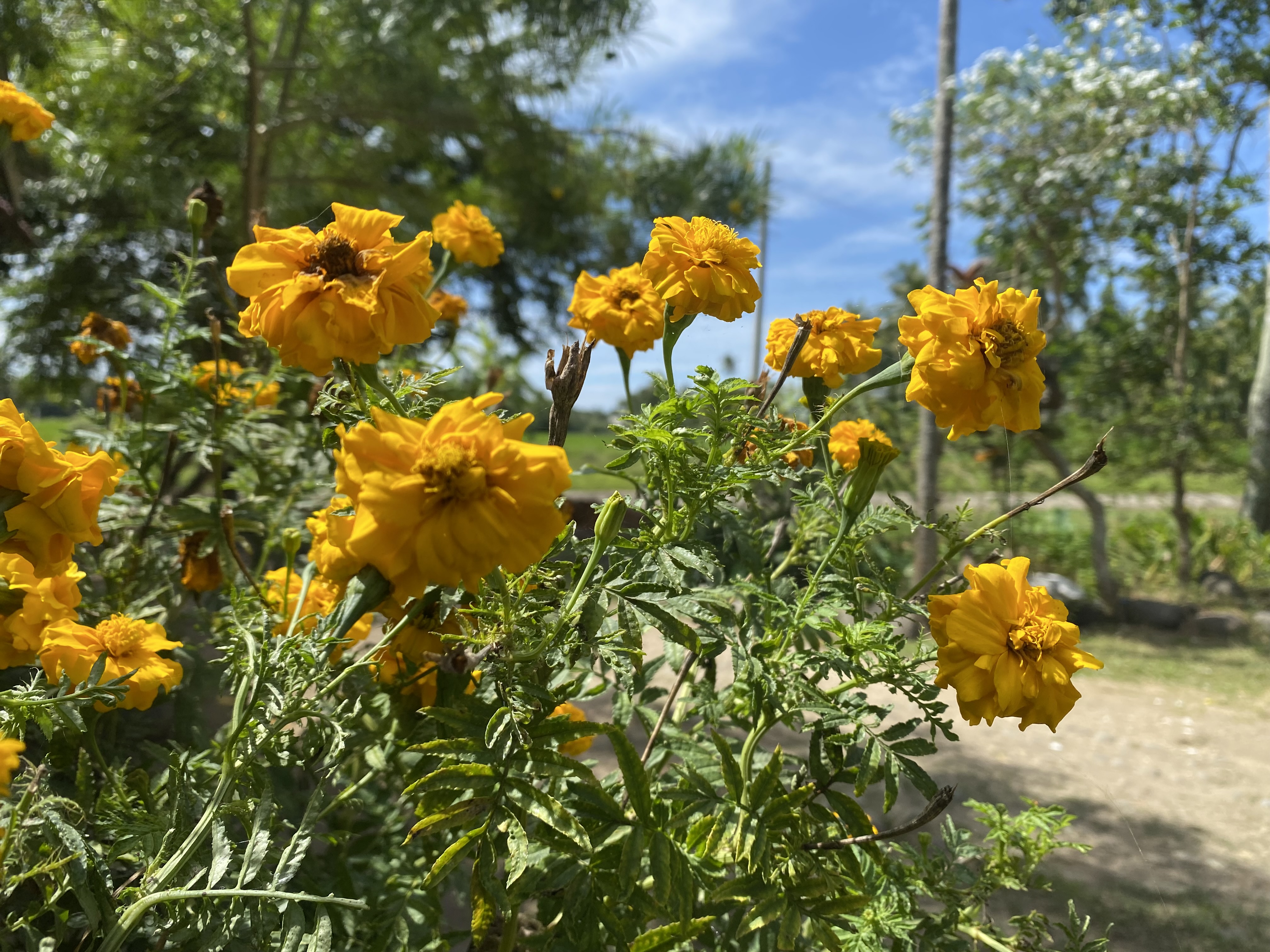 IMG_4926.jpeg