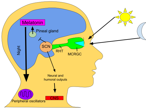 Circadian_rhythm.svg.png