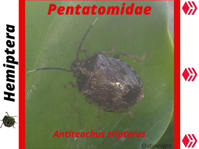 Hemiptera(2).png