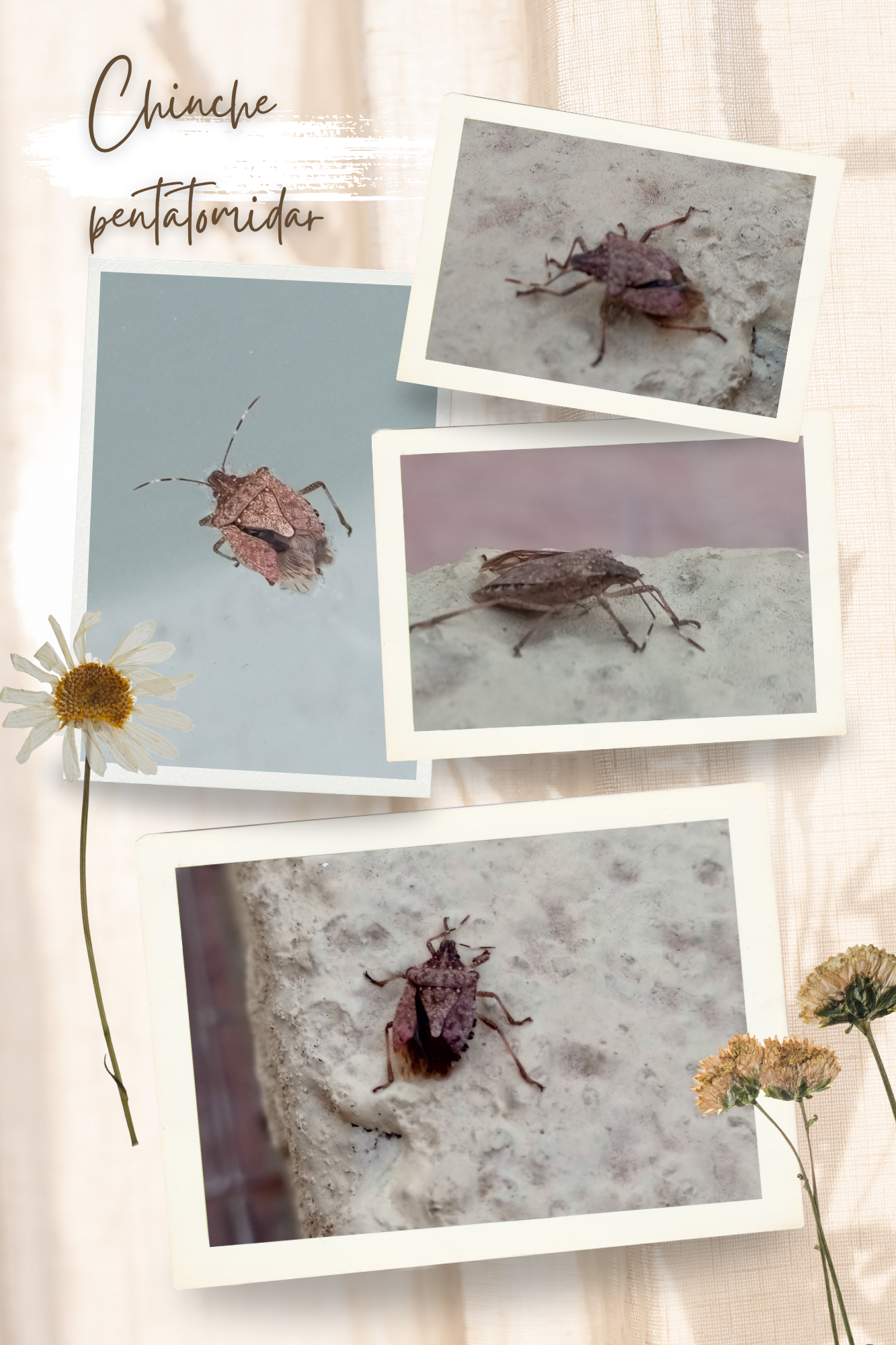 Beige and White SImple Family Photo Collage_20250429_014217_0000.png