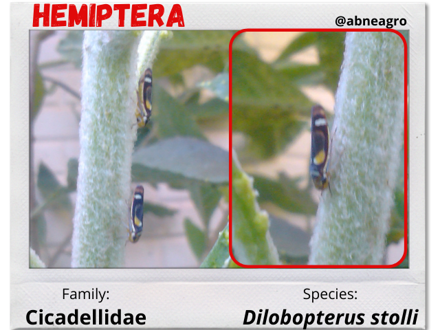 Hemiptera 2.png