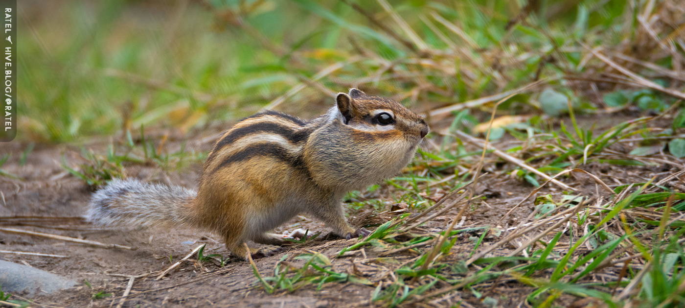 DSC_7187-1.jpg