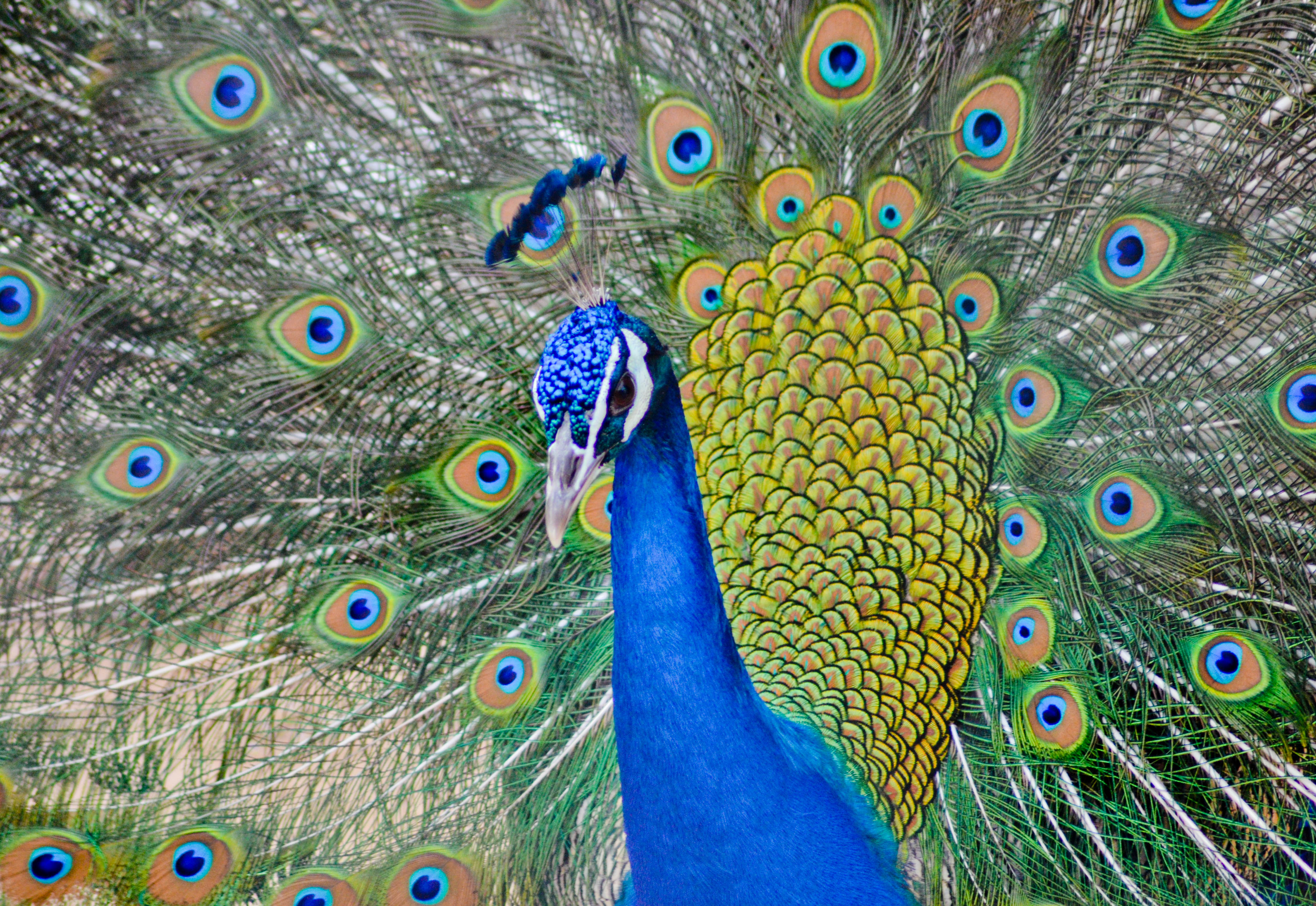 5 - Peacock3.jpg