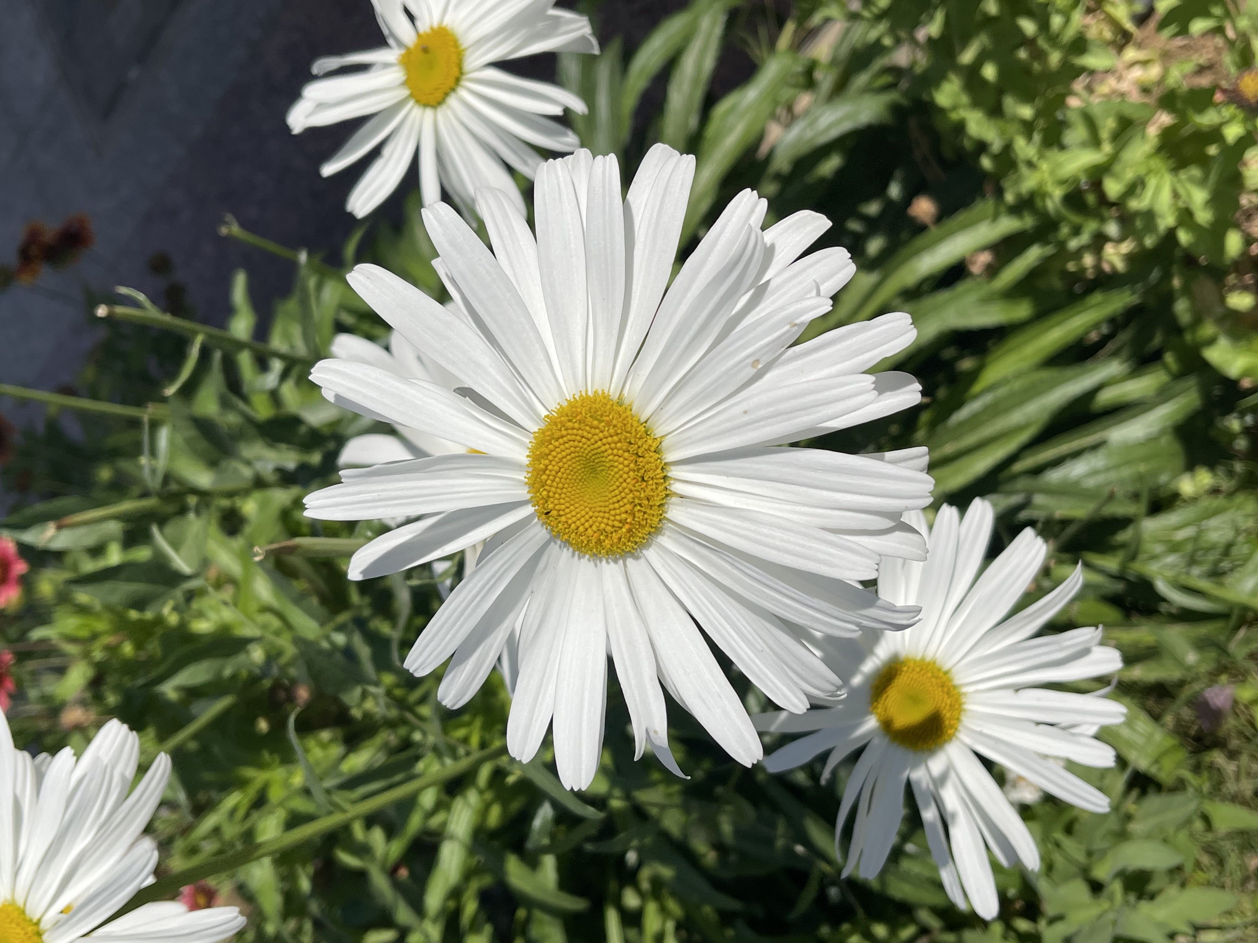 IMG_9482.jpeg