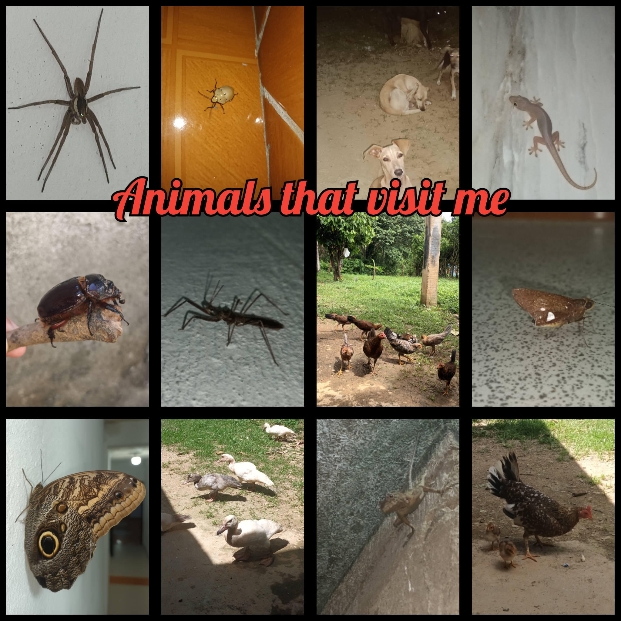 PhotoCollage_1698203613187.jpg