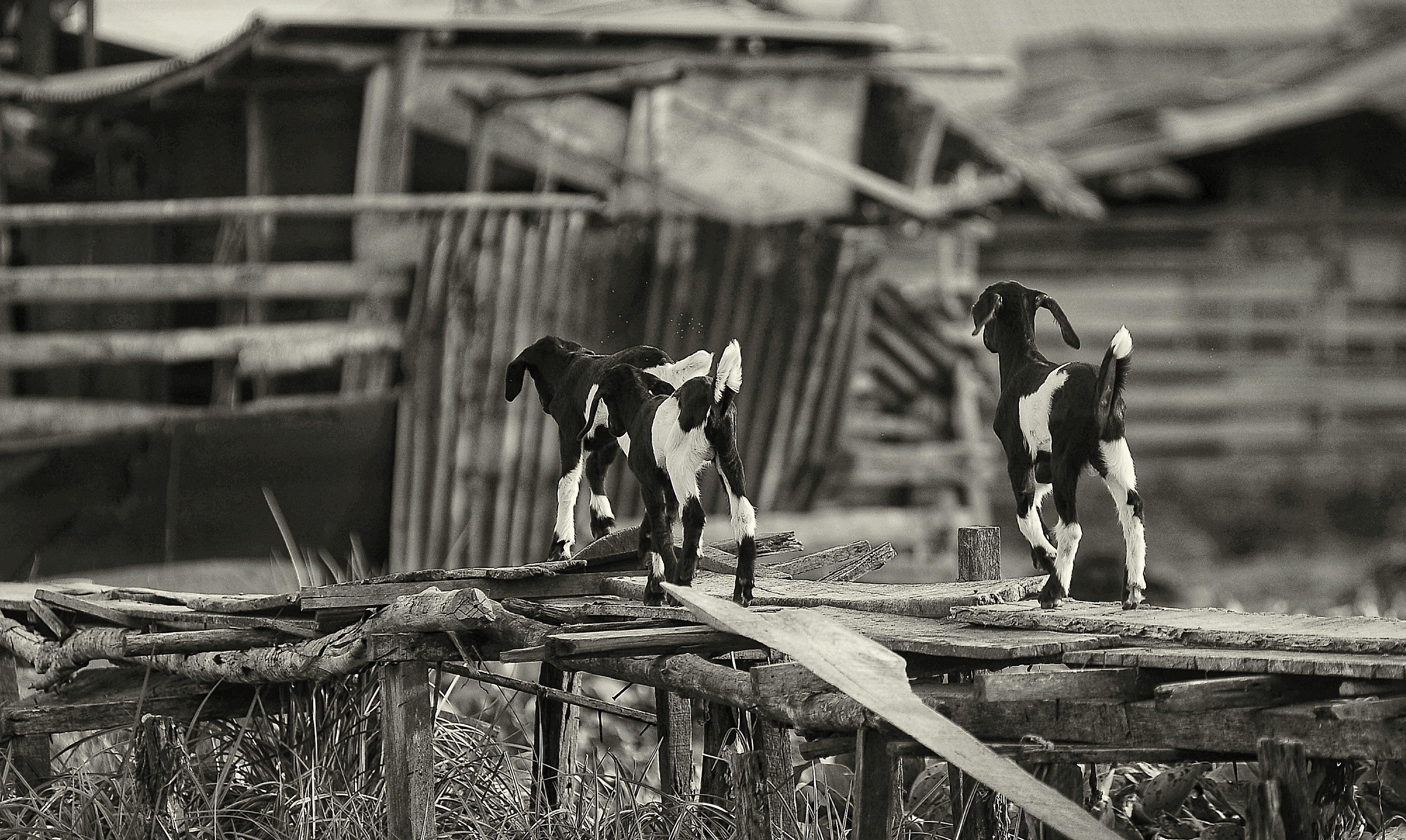 DSC_1491-01.jpeg