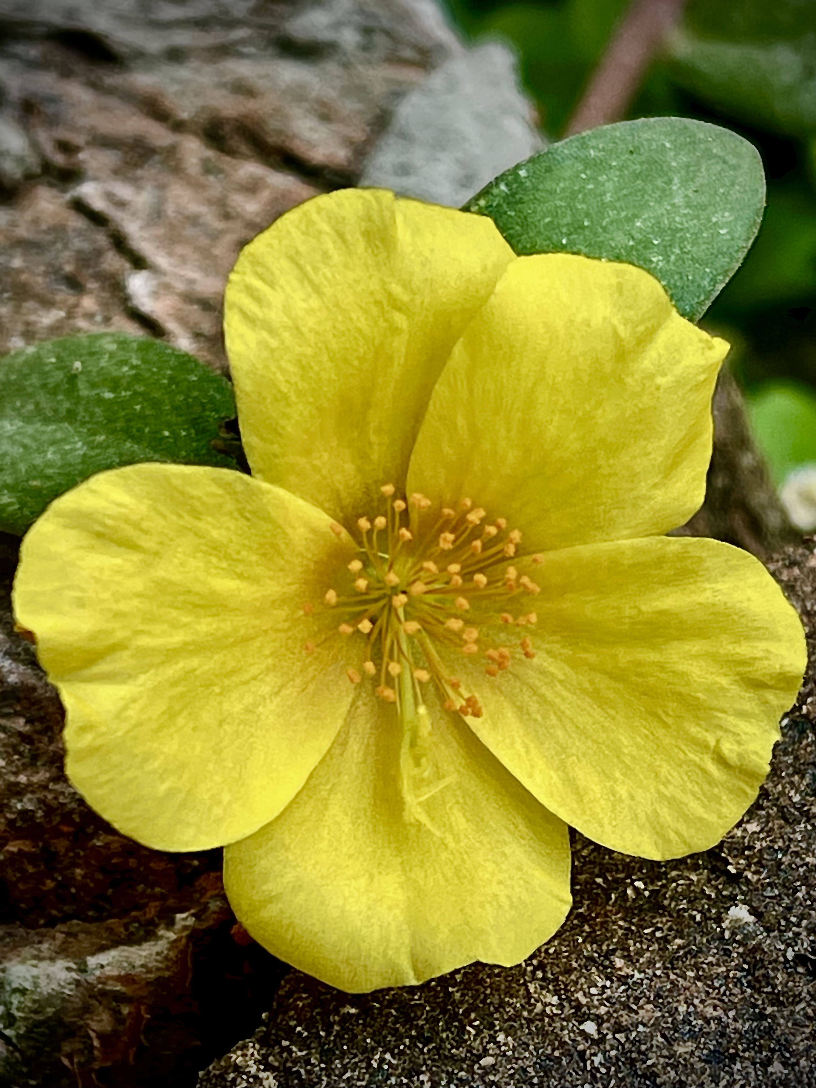 4A6309BF-6552-491D-B052-F86F2C4B6F79.jpeg