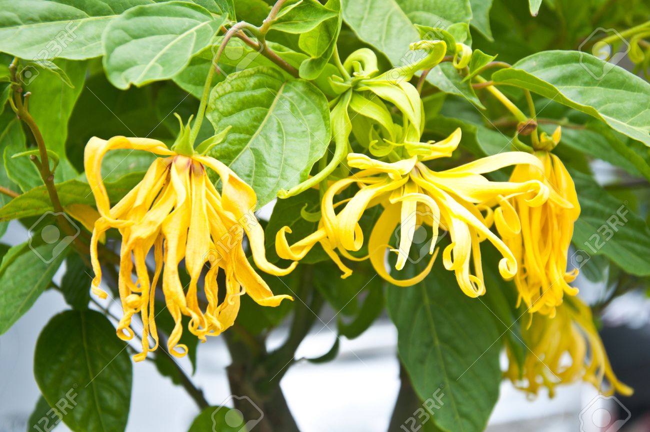 15157617-ylang-ylang-flower-on-tree-for-the-manufacture-of-essential-oil.jpg