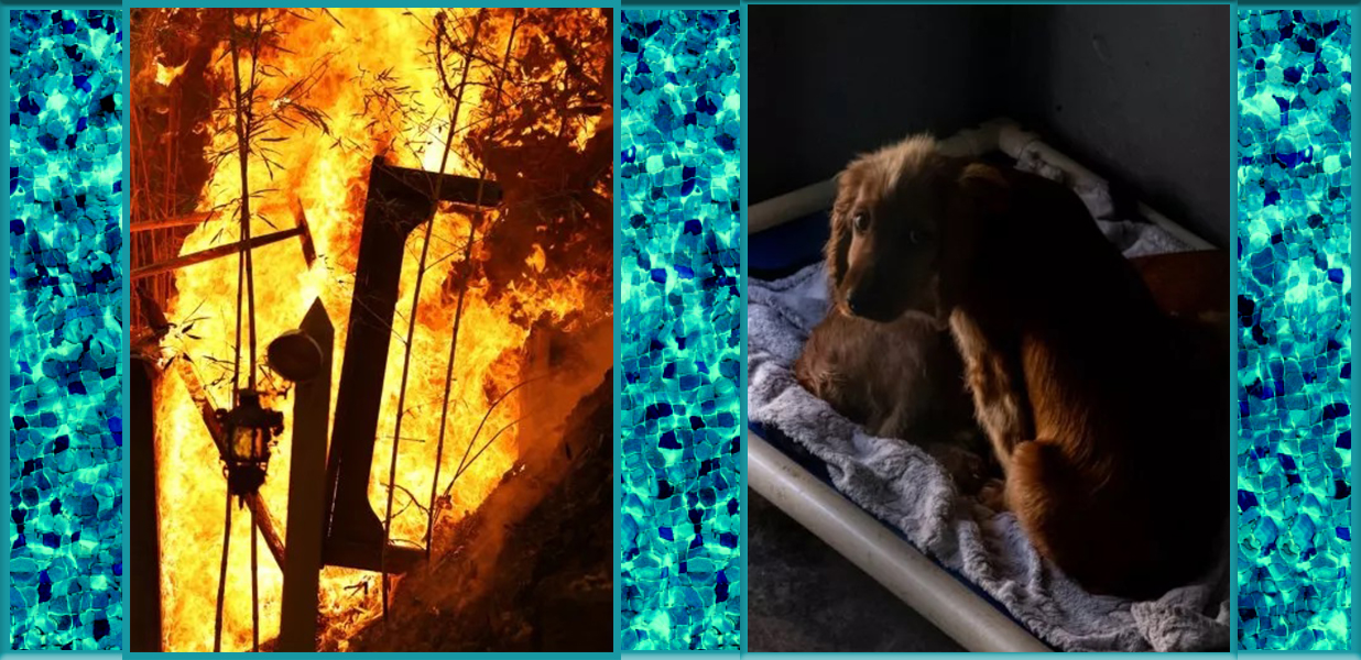 11-year-old-girl-dies-in-house-fire-heroically-trying-to-save-her-puppies.jpg
