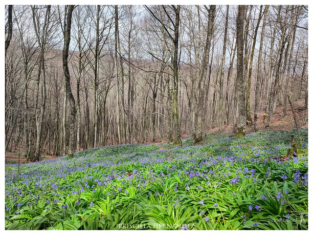 forest_flowers_spanish_bluebells -640- by Priscilla Hernandez.jpg