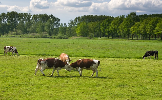 cows-5340471_640.jpg