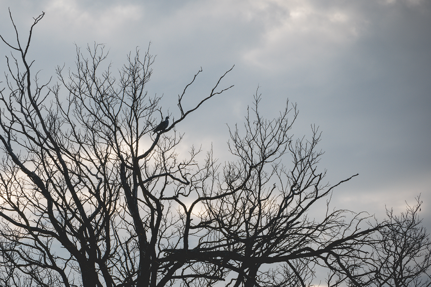  " "DSC_0334 copy.jpg""