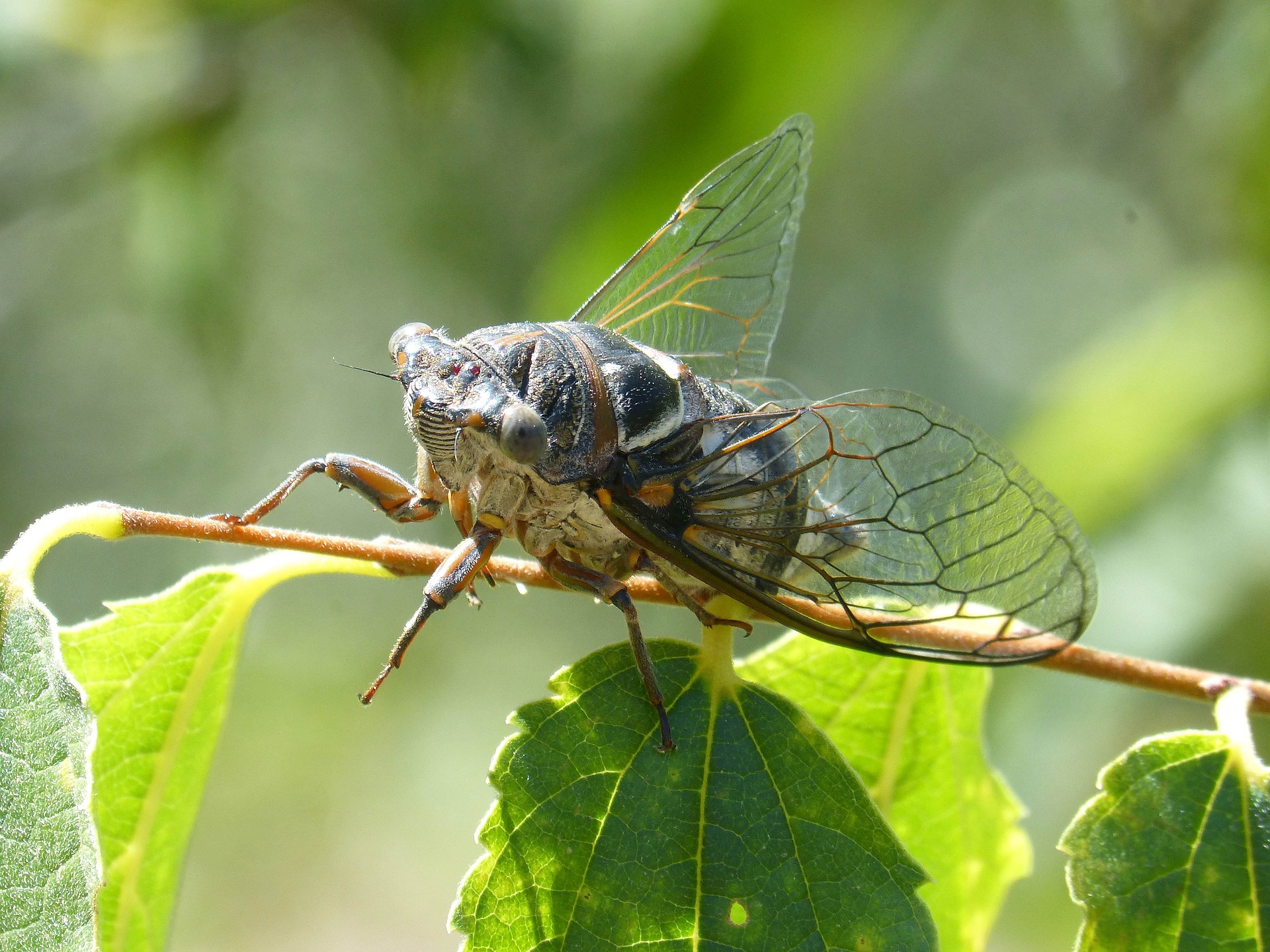 cicada-1509539_1920.jpg