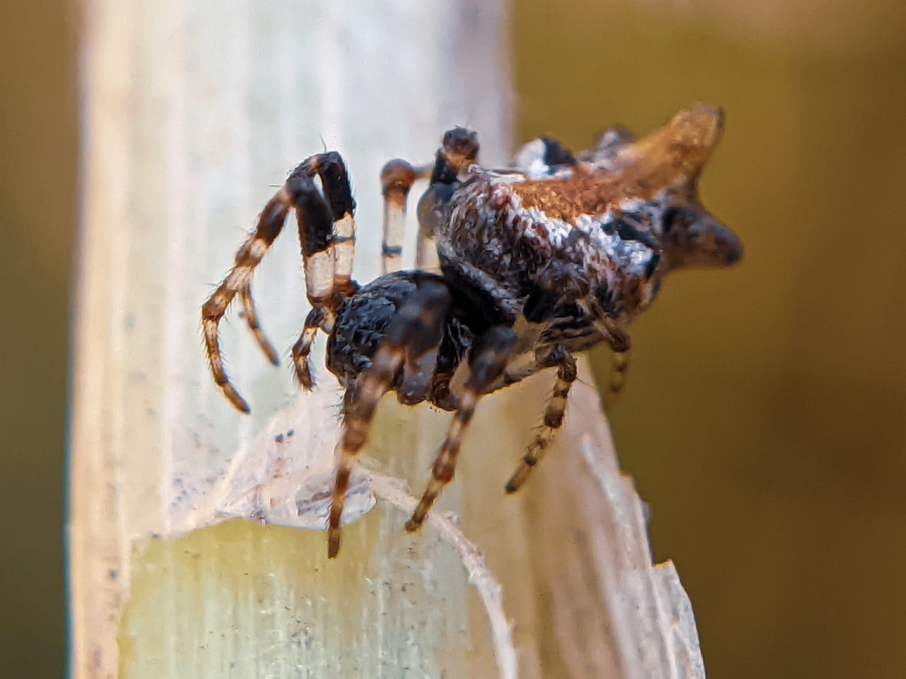 orb spider (1).jpeg