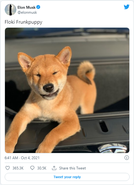 shib.png