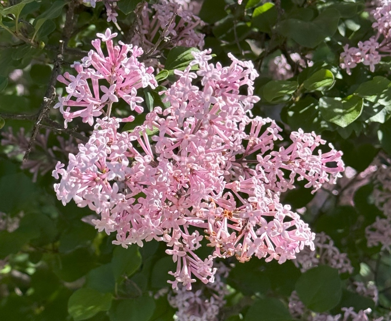 hivegarden-lilac-1.jpg