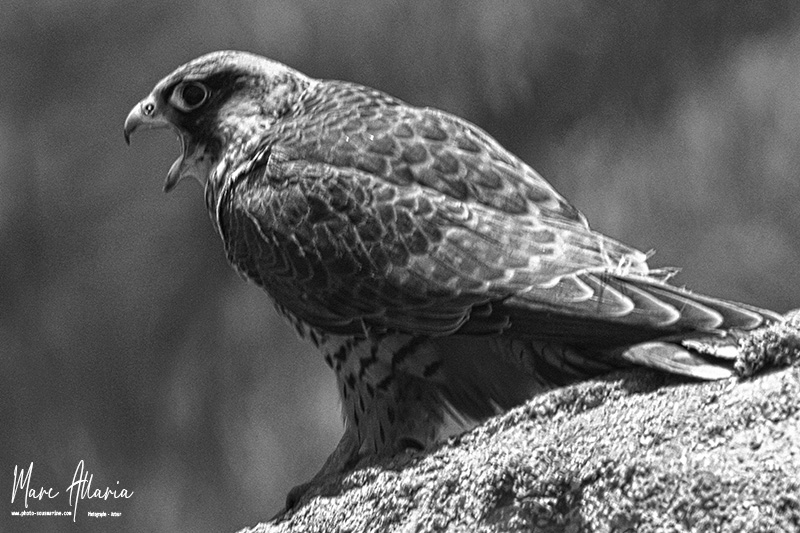DSC_6774 copie.jpg