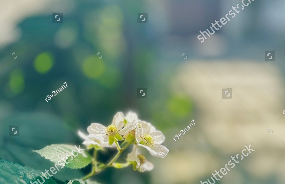 stock-photo-spring-s-touch-in-soft-focus-delicate-white-wildflowers-with-lush-green-leaves-ideal-for-serene-2315825581 (1).jpg
