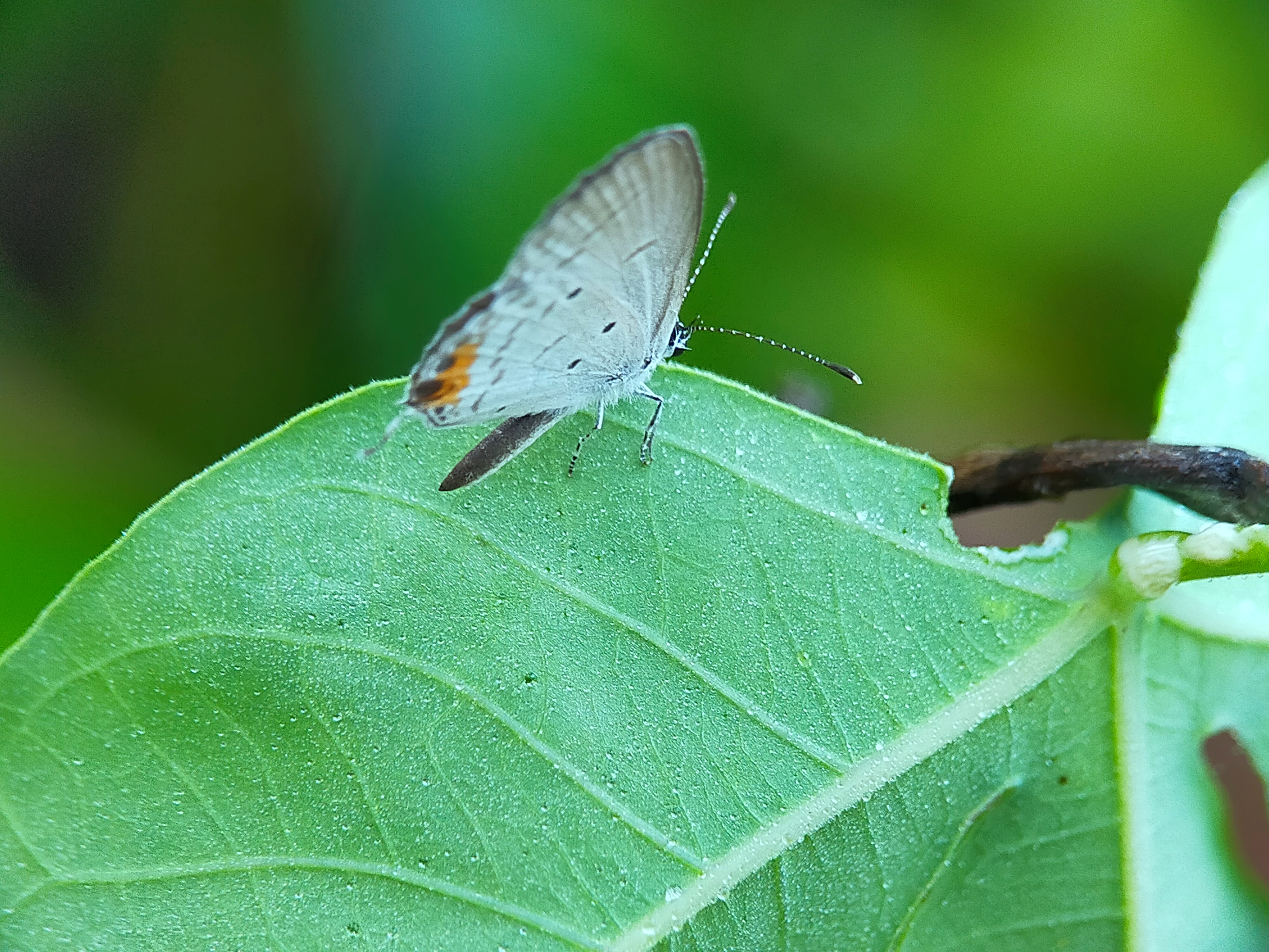 White Butterflies (25).jpg