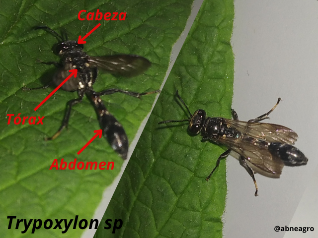 Automeris cf. jucunda (3).png