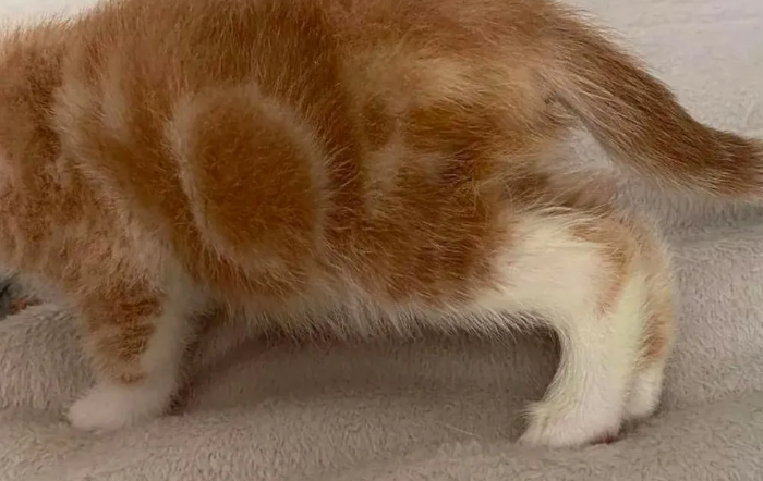 little cat on his feet.png