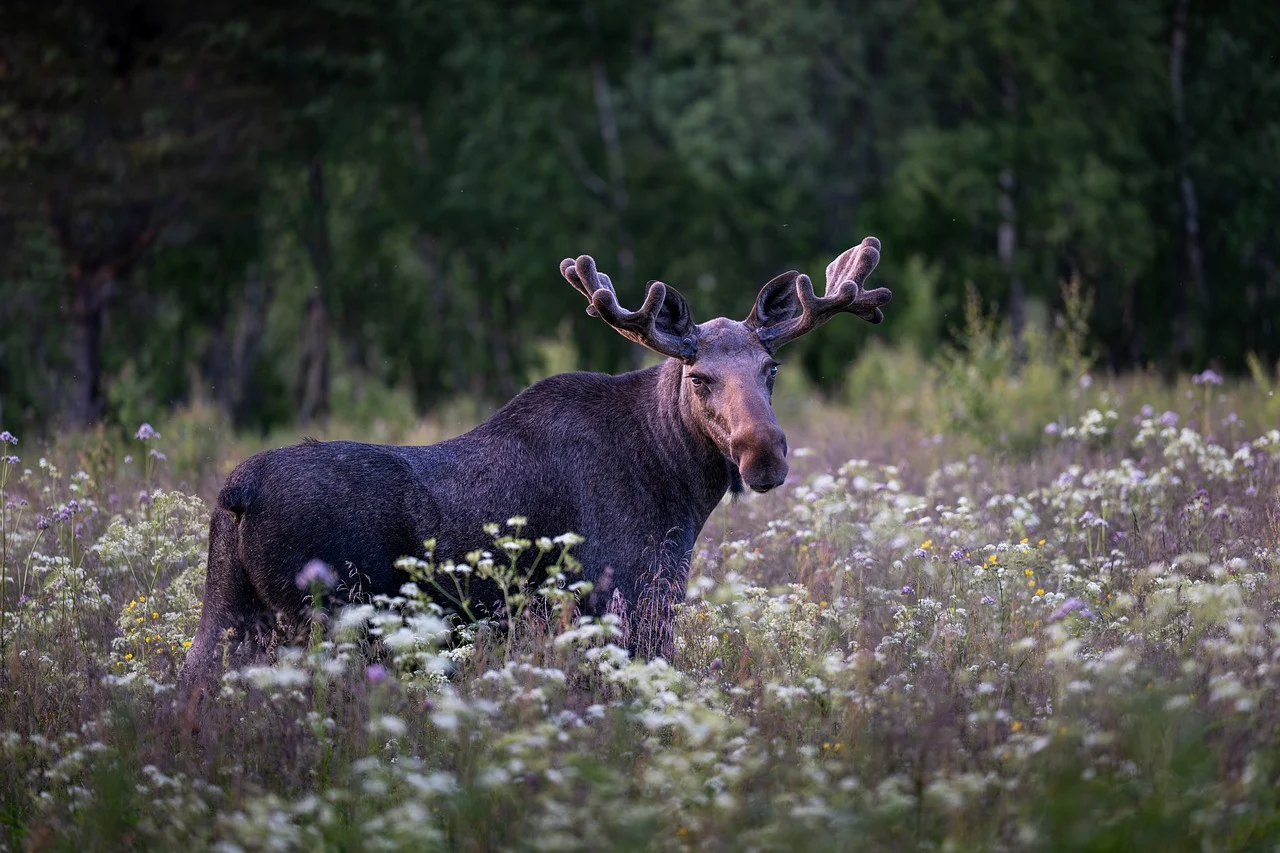 moose-9701539_1280.webp.jpg