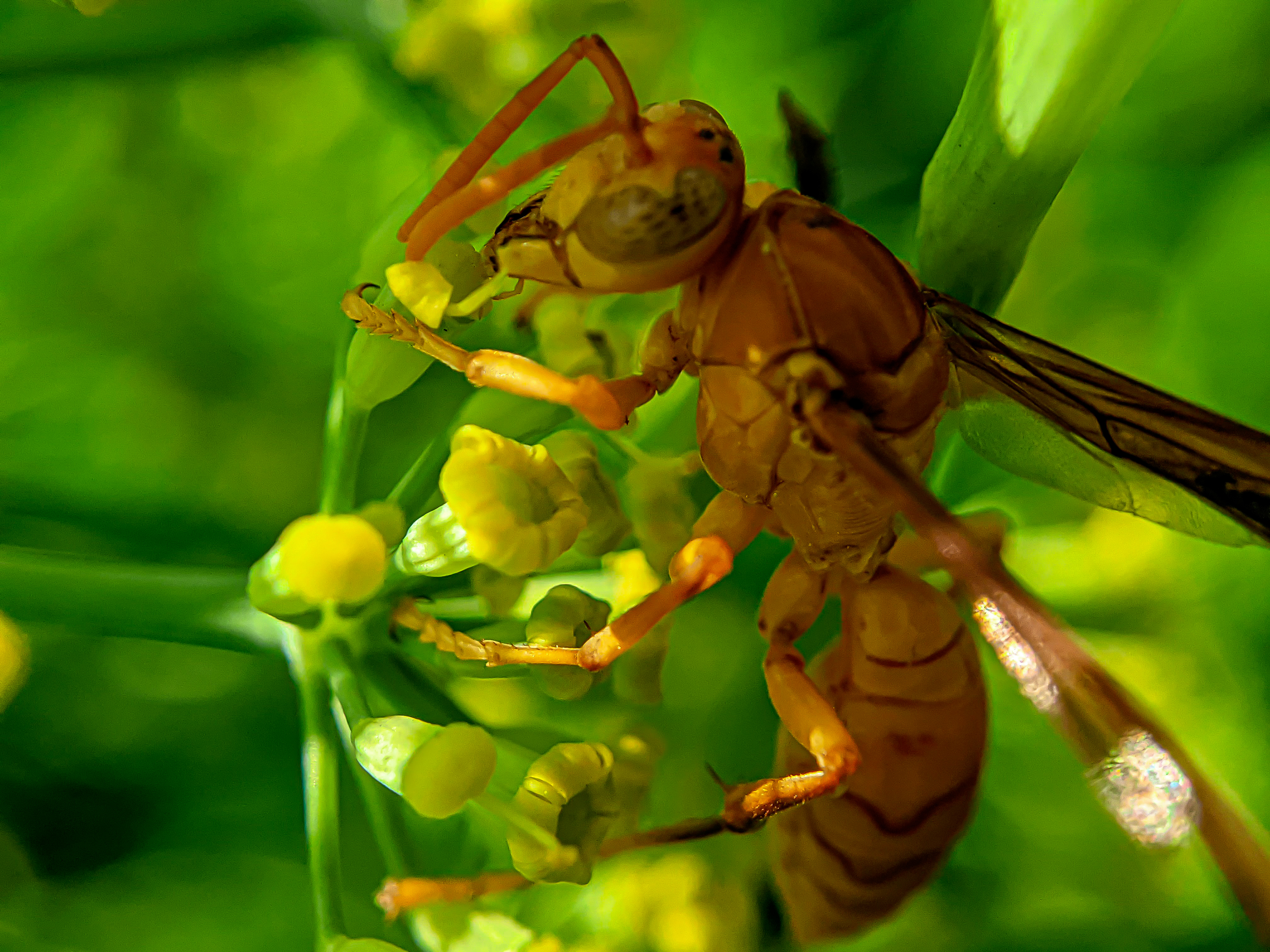 Yellow Wasp (6).jpg