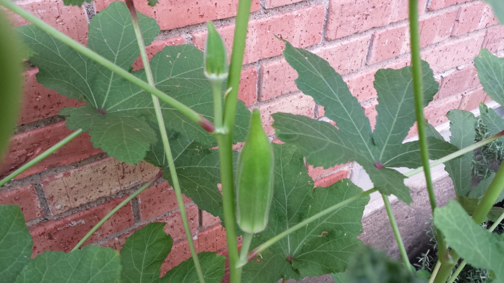 okra-plant-1024x576.jpg