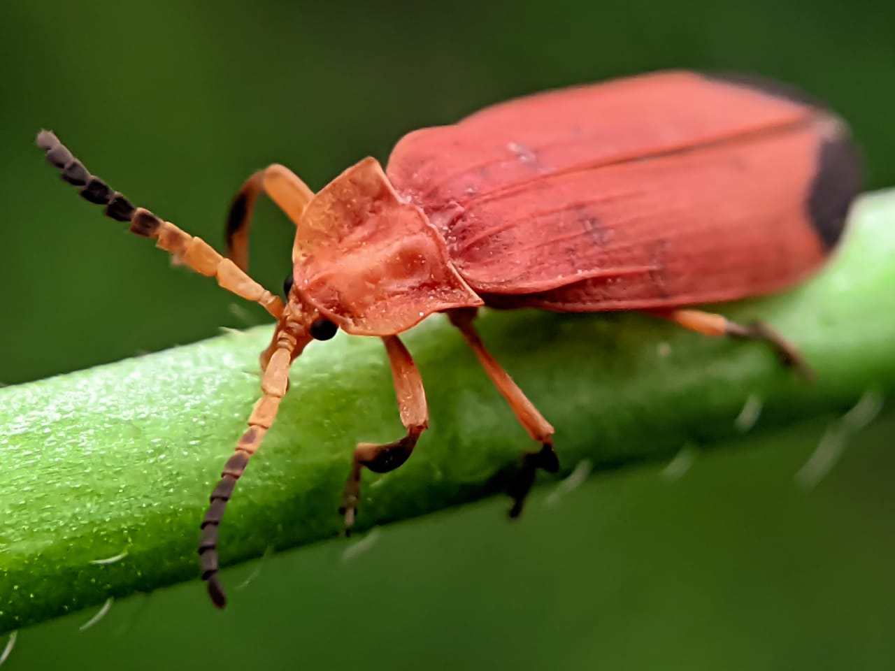 net winged beetle (2).jpeg