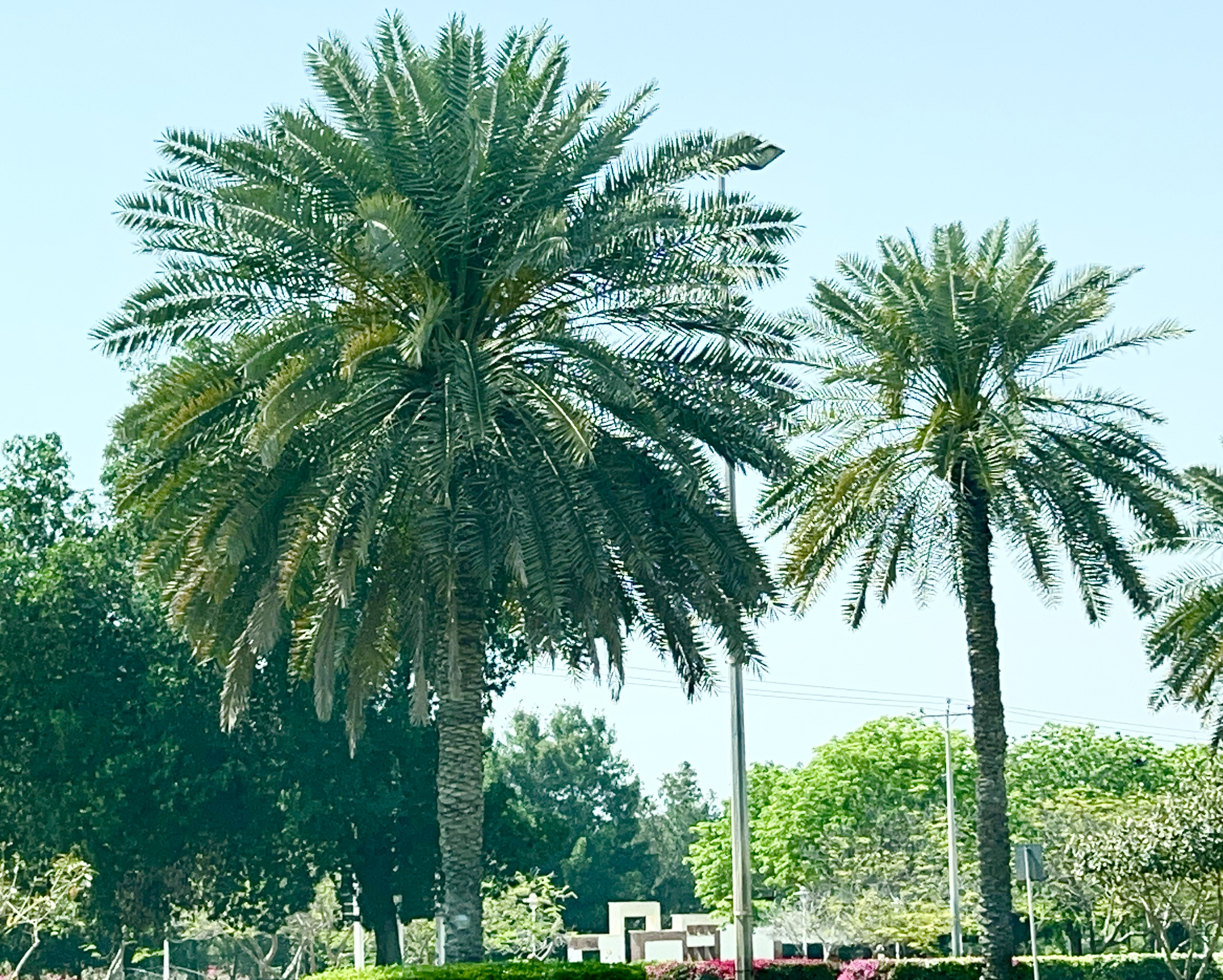 IMG_0610.jpeg